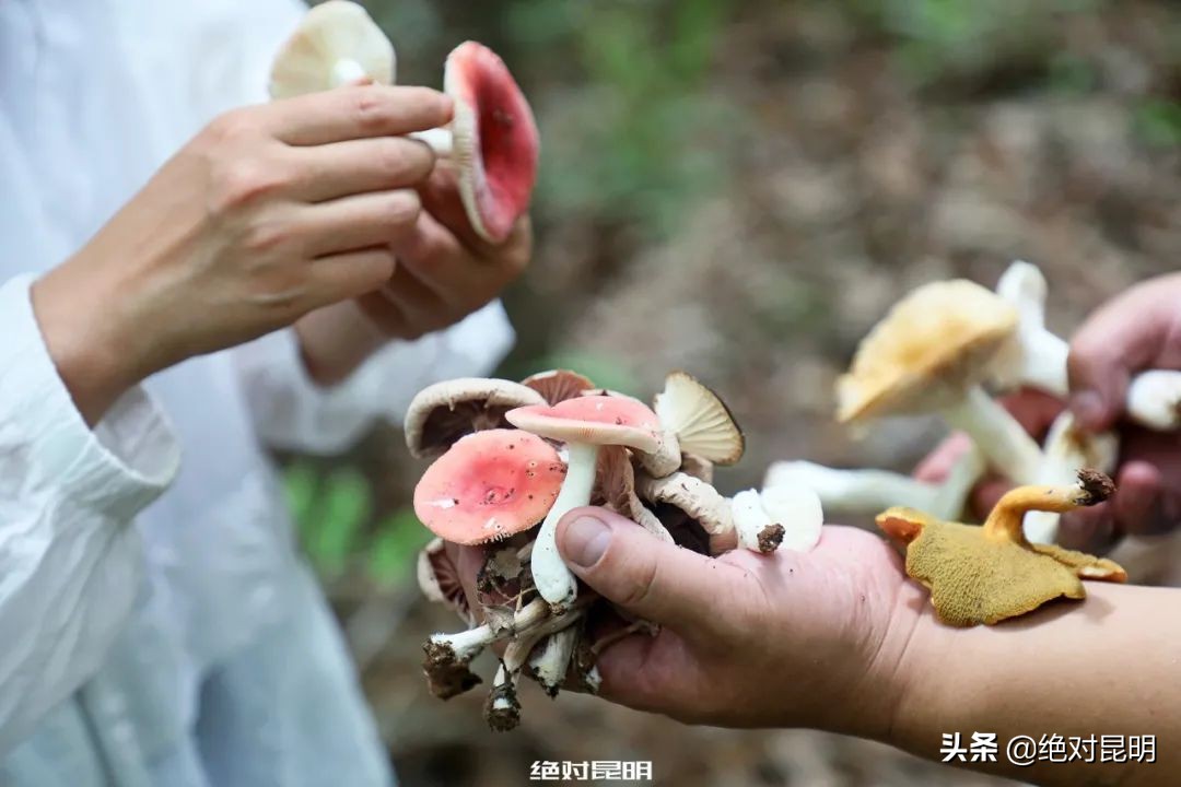 她带西班牙大厨上山捡菌，回昆明后煲出美味红菇汤