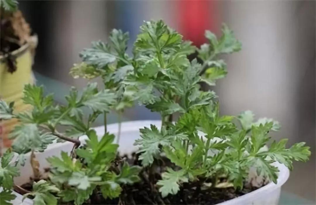 最近很火的艾草在室内使用有效果,艾草对女人的好处