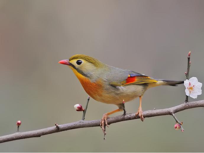 世界上最记仇的鸟，愤怒程度堪比“平头哥”，遇到它千万别惹