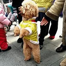 泰迪犬走路不直视主人怎么回事,怎样看待泰迪直立行走