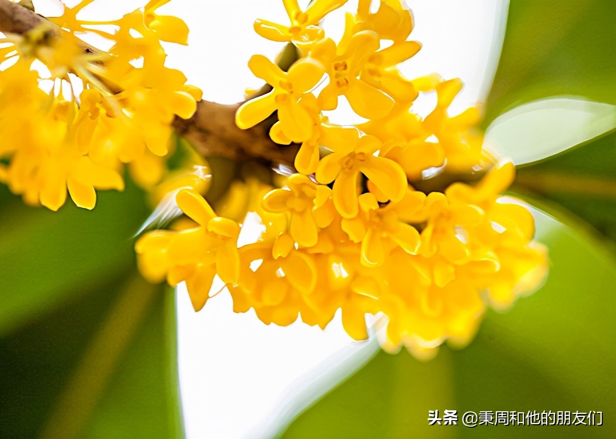 秉周和他的朋友们:八月花令同题诗歌