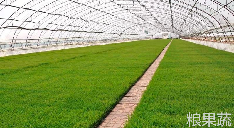 水稻种发芽遇高温会怎样,水稻发芽了怎么补救