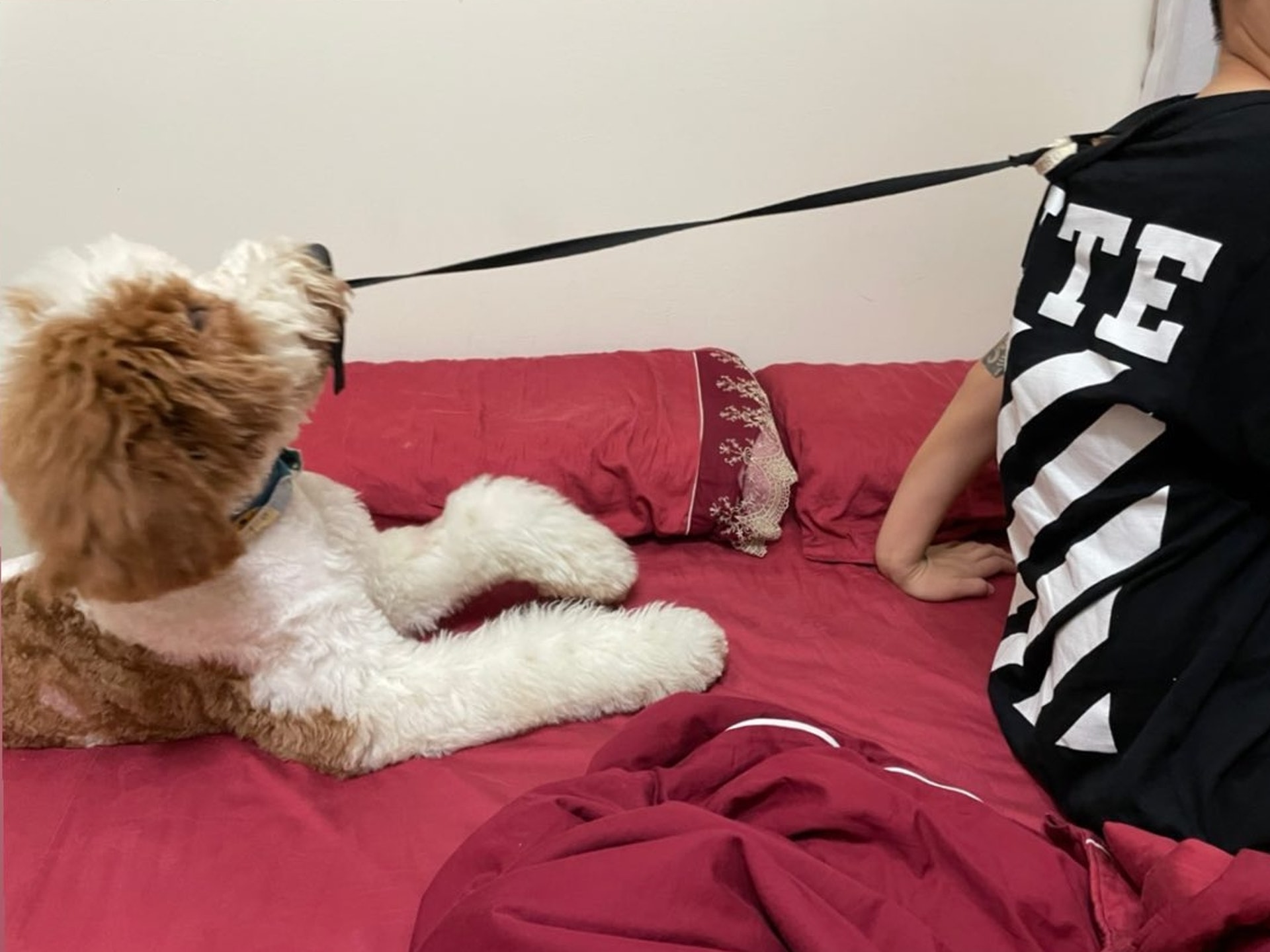 家里两只巨型贵宾犬,巨型贵宾犬发疯