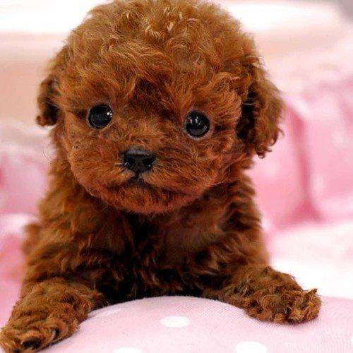 泰迪饲养攻略,养泰迪的技巧和方法