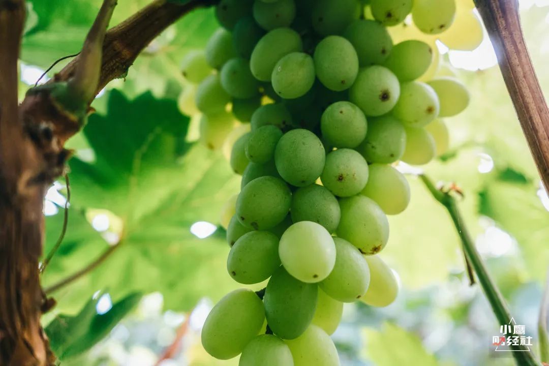 清徐酸辣口味,清徐是个温暖的城市