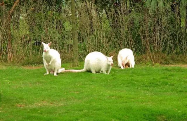 亲子游寒假去哪旅游最好,寒假孩子去哪旅游最好