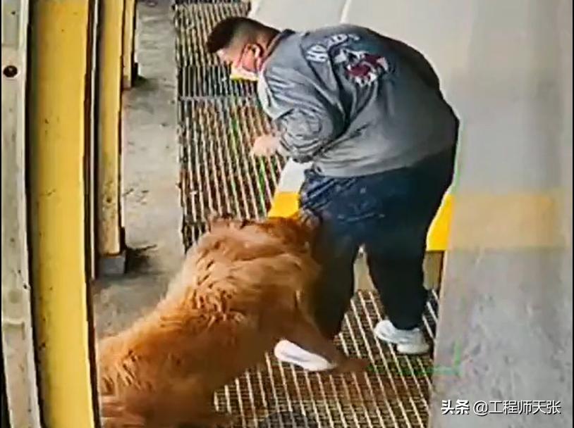 藏獒疯了乱咬人被民警击毙,藏獒冲上去咬金毛