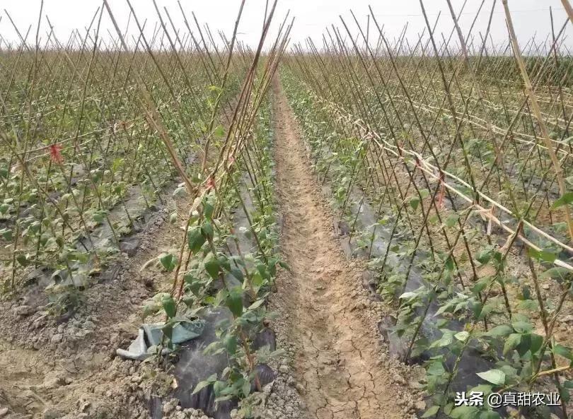 蔬菜行业套路多，种植户、批发商与零售商，哪个环节最容易赚钱