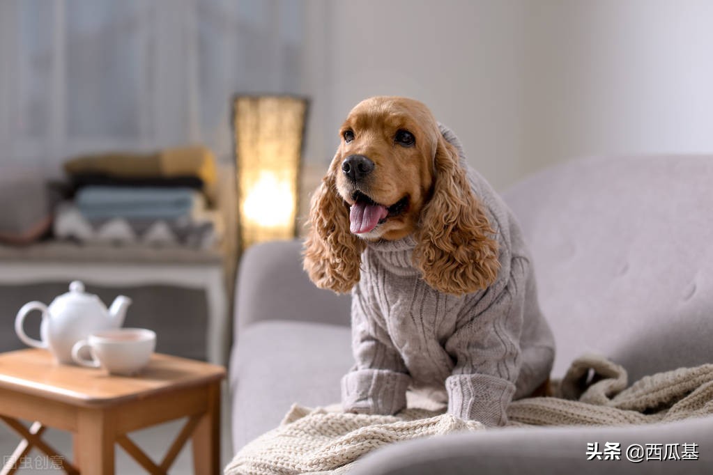 天气骤降狗子拉稀,天气突然变冷狗子拉稀