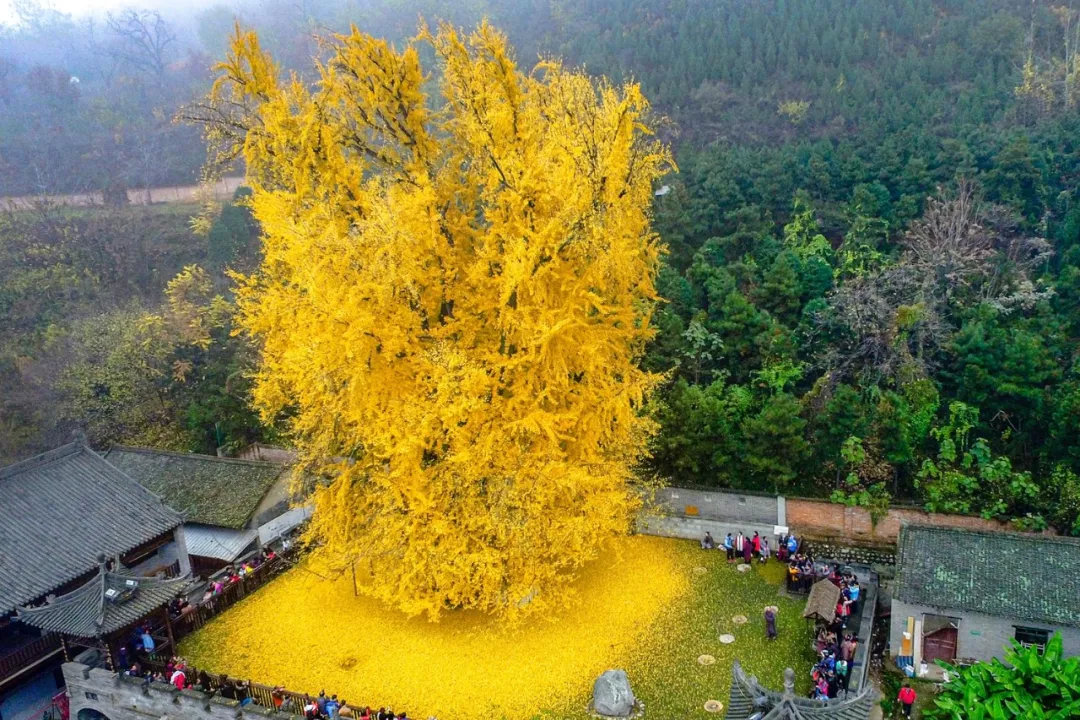 西安人为什么长不胖,西安人为什么不会胖