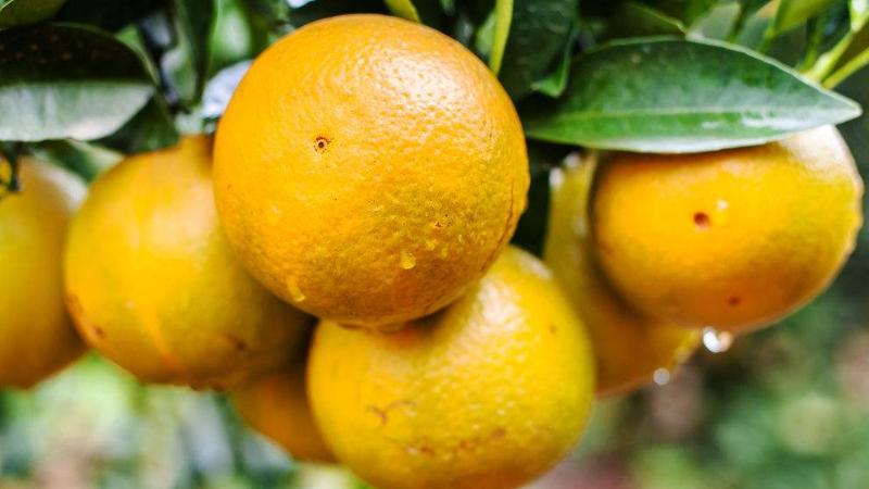 如何种植橙子从种子开始种,盆栽橙子幼苗的养护种植技术