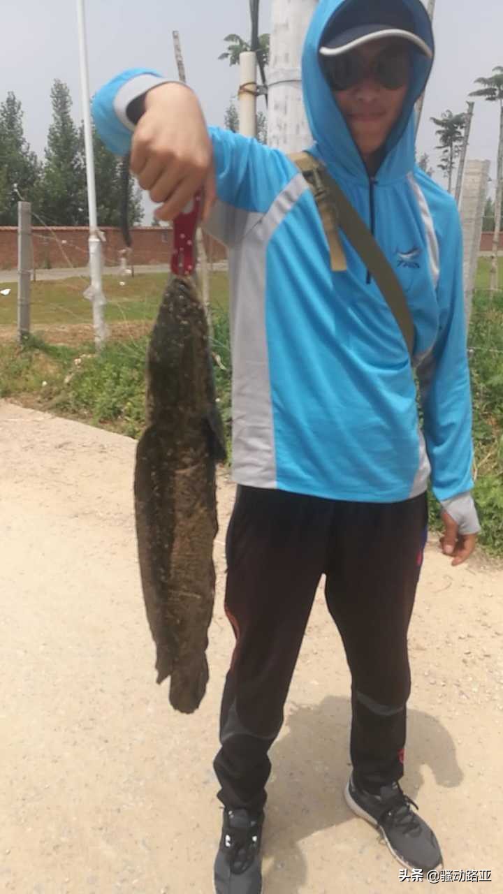 雷蛙到黑鱼附近黑鱼就吓跑了,路亚钓黑鱼怎么用雷蛙逗黑鱼