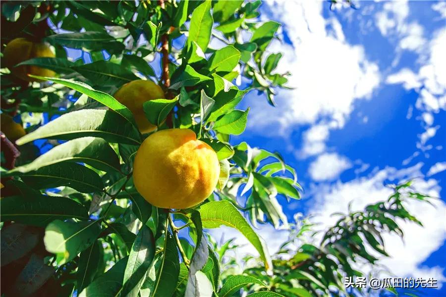 小朋友爱不释口,好吃到汤汁都不剩的黄桃罐头,来了!