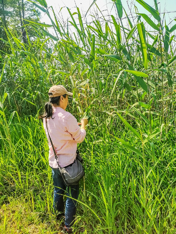 淀山湖柳堤春晓,淀山湖适合露营玩水的地方