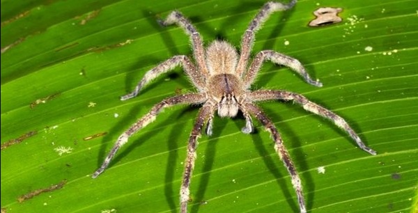 亚马逊丛林有什么危险的东西,亚马逊丛林究竟多可怕