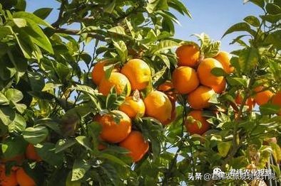 现实中的中国农业如何才能挣钱,农业不应该是最赚钱的吗