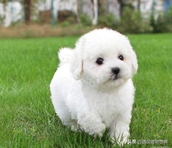 标准贵宾犬需要遛吗,贵宾犬配种颜色搭配