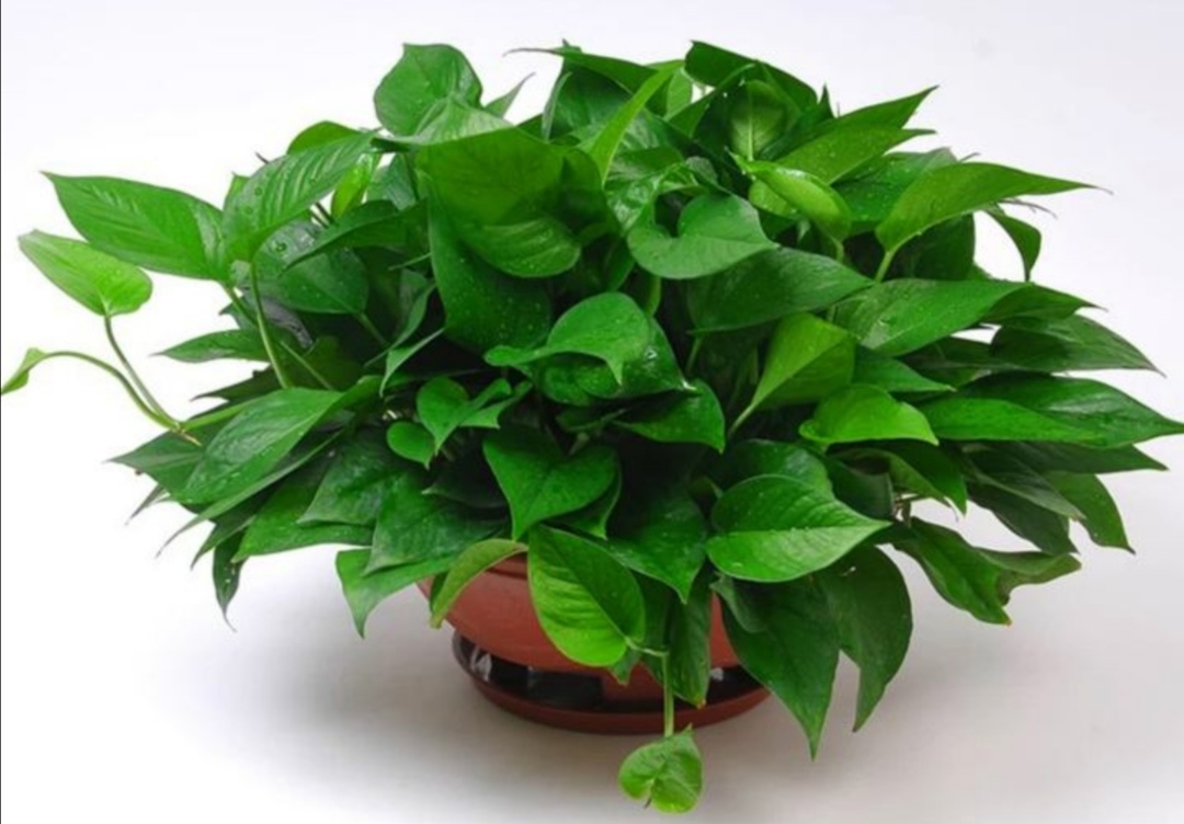 绿萝怎么养不怕黄叶,绿萝该怎么养不会有黄叶子