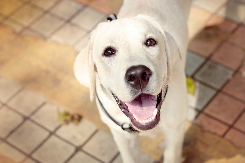 拉布拉多为什么受美国欢迎,拉布拉多真香