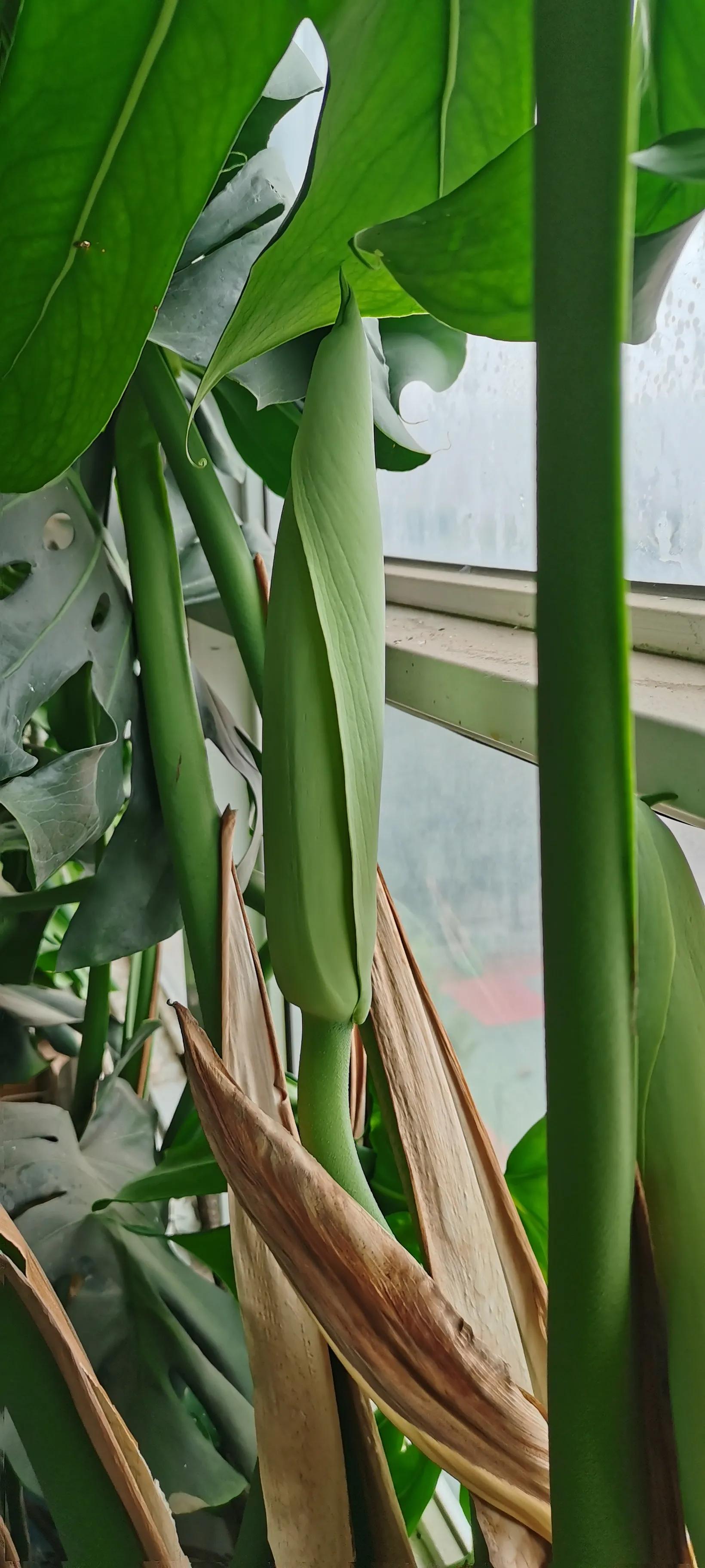 龟背竹开花养殖方法,龟背竹开花图片欣赏