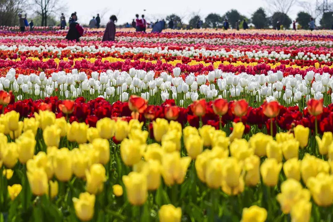 最美的花送给大家共赏,最美的花送给大家观赏