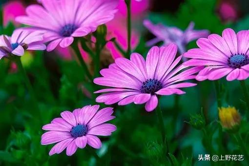 善良的心，沉默不语——蓝目菊