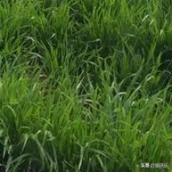 猫咪不吃肉肉怎么办,猫咪不吃鱼吃草怎么办