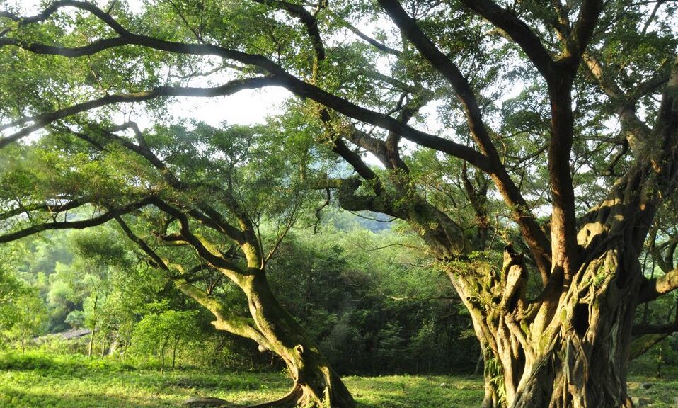 盆景榕树冬天冻了怎么处理,榕树被冻伤了叶子发黑怎么办