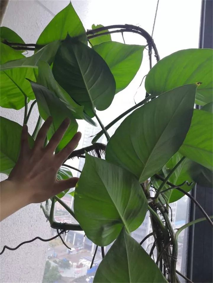 缁胯悵闀垮緱鏋濈箒鍙惰寕,浜哄鍏荤殑缁胯悵鏋濈箒鍙惰寕