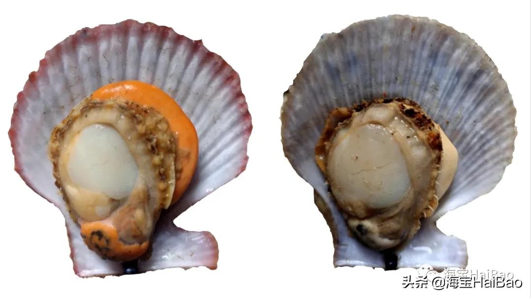 便宜还能撑面子的海鲜,现在这个季节便宜又好吃的海鲜