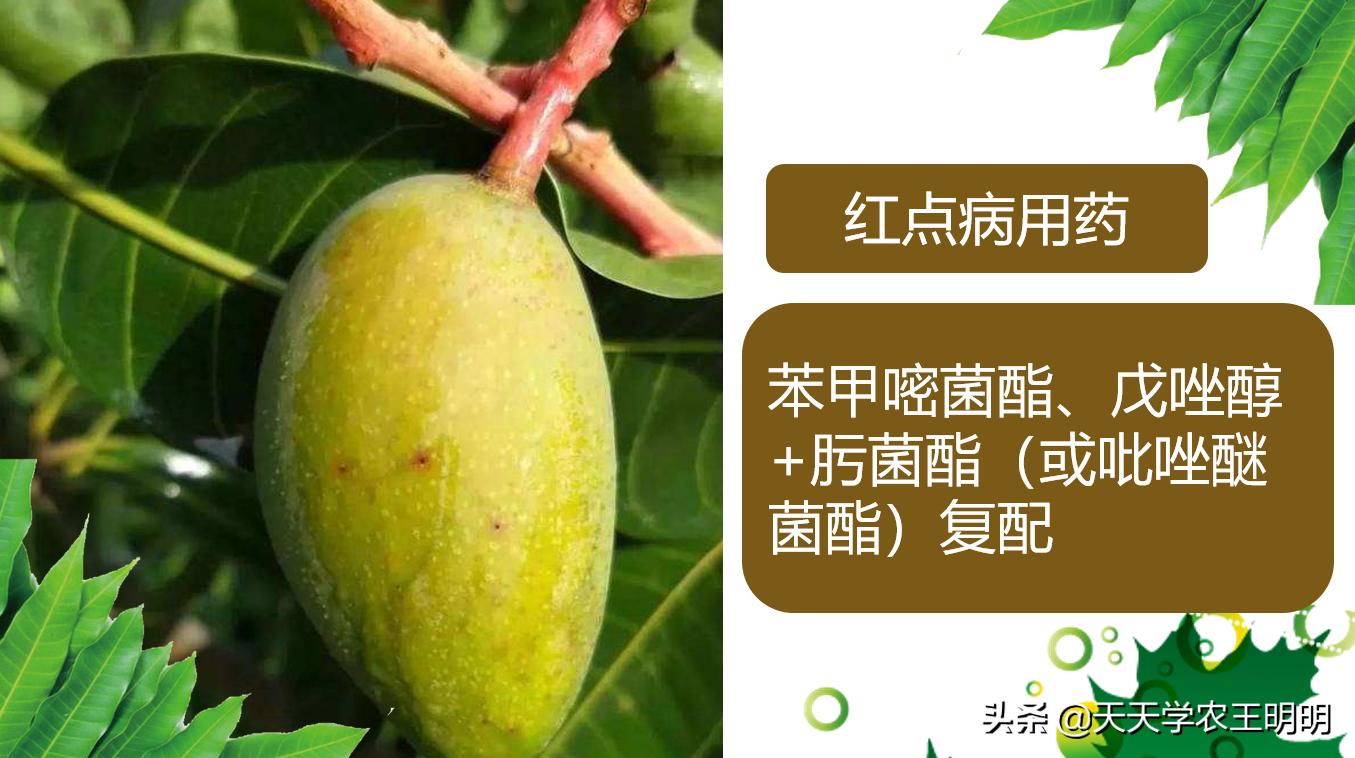 芒果炭疽用什么药,芒果炭疽