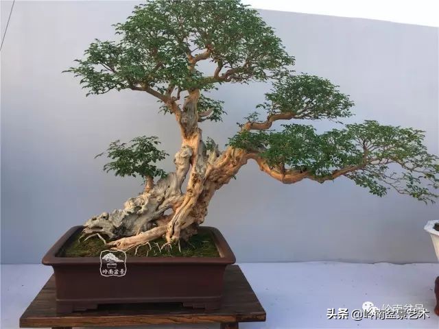 文人杂木盆景精品欣赏,可以做盆景的杂木图片大全