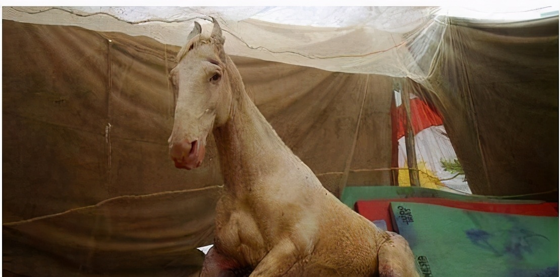 白龙马惨死在哪,白龙马死后尸骨去哪了