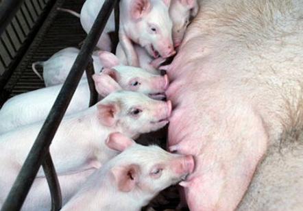 母猪奶水少吃啥偏方,母猪奶水少仔猪有什么症状