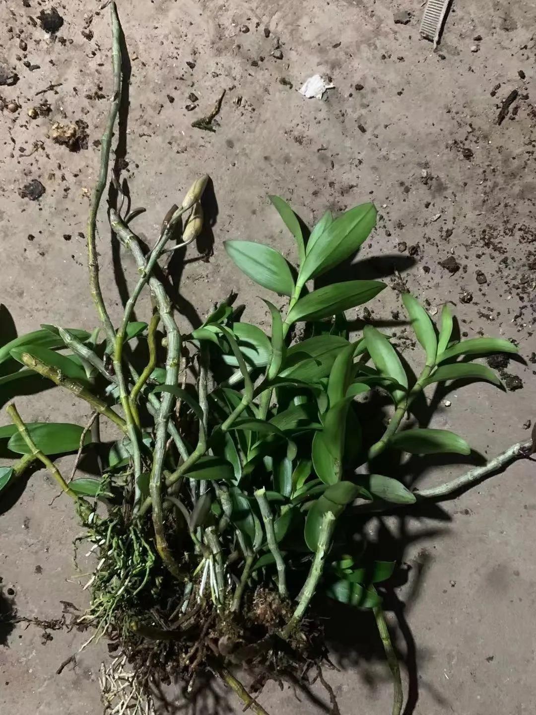 野生石斛的功能与用法,野生石斛和人工种植的区别