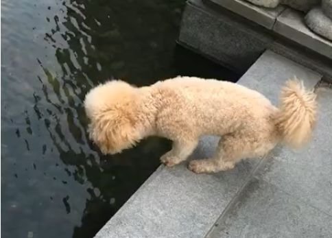 防止狗狗下水游泳的方法,狗子怕水怎么办让狗子跳下水