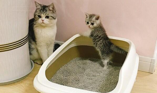 猫砂盆还没到猫咪乱拉怎么办,猫咪乱拉臭臭怎么办