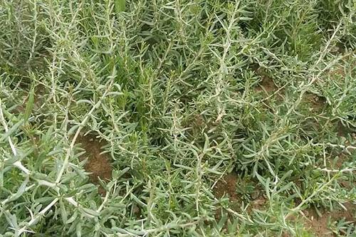 2023年全国各省黑枸杞产量,黑枸杞对土壤的要求