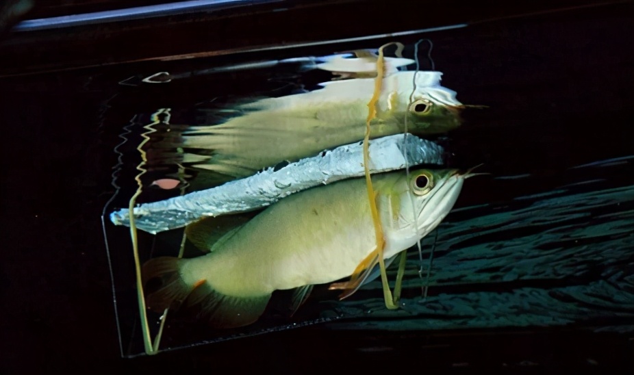 龙鱼常见疾病及治疗方法,龙鱼疾病找哪里救治