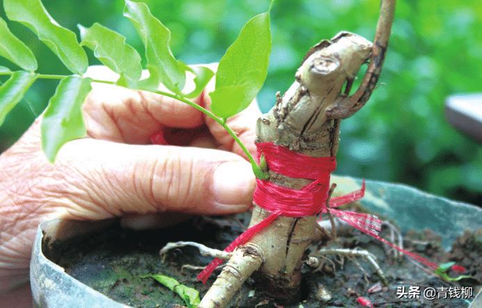 紫藤盆景修剪视频教程,紫藤盆景怎么制作