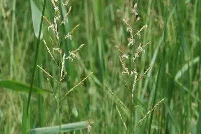 防治杂草最有效的方法,常见十大抗性杂草的除草方案