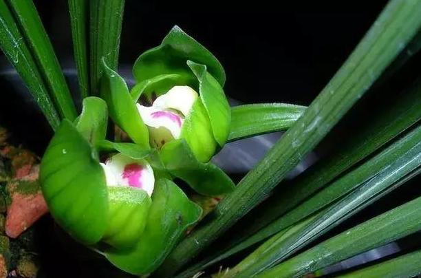 比较贵的兰花品种图片及名称,兰花十大名贵品种有哪些