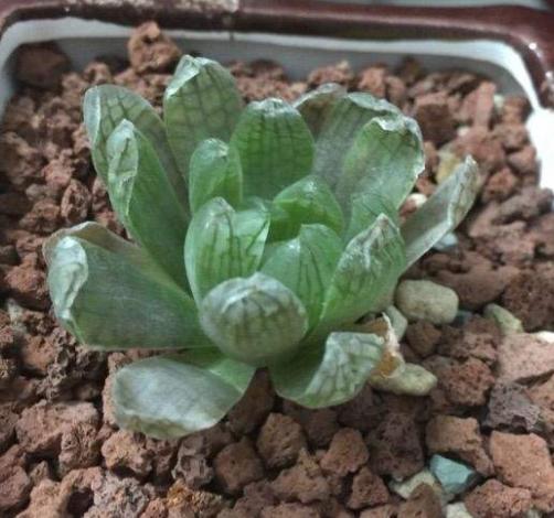 玉露缺水干瘪发红浇水能恢复吗,楼兰玉露和其他多肉夏季浇水方式