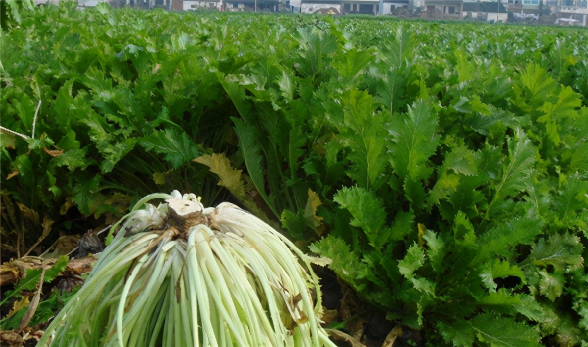 蔬菜腌制成咸菜还有维生素,腌制菜会让人便秘吗