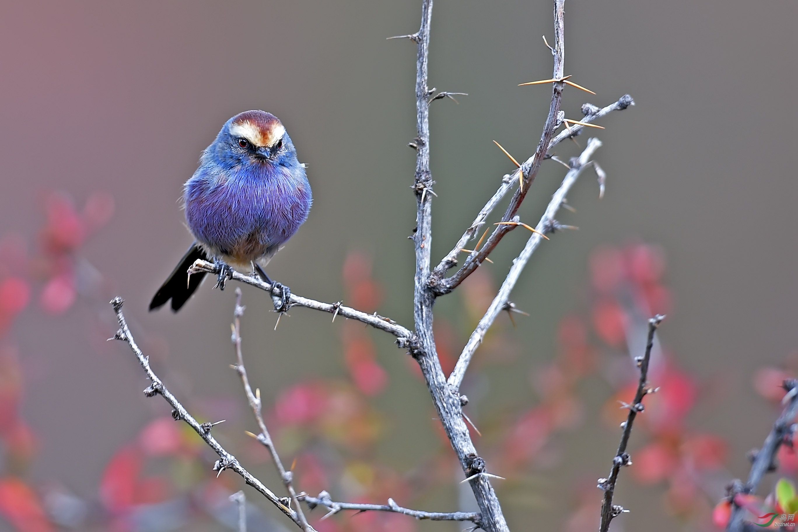 保护的小动物有哪些,保护类小动物