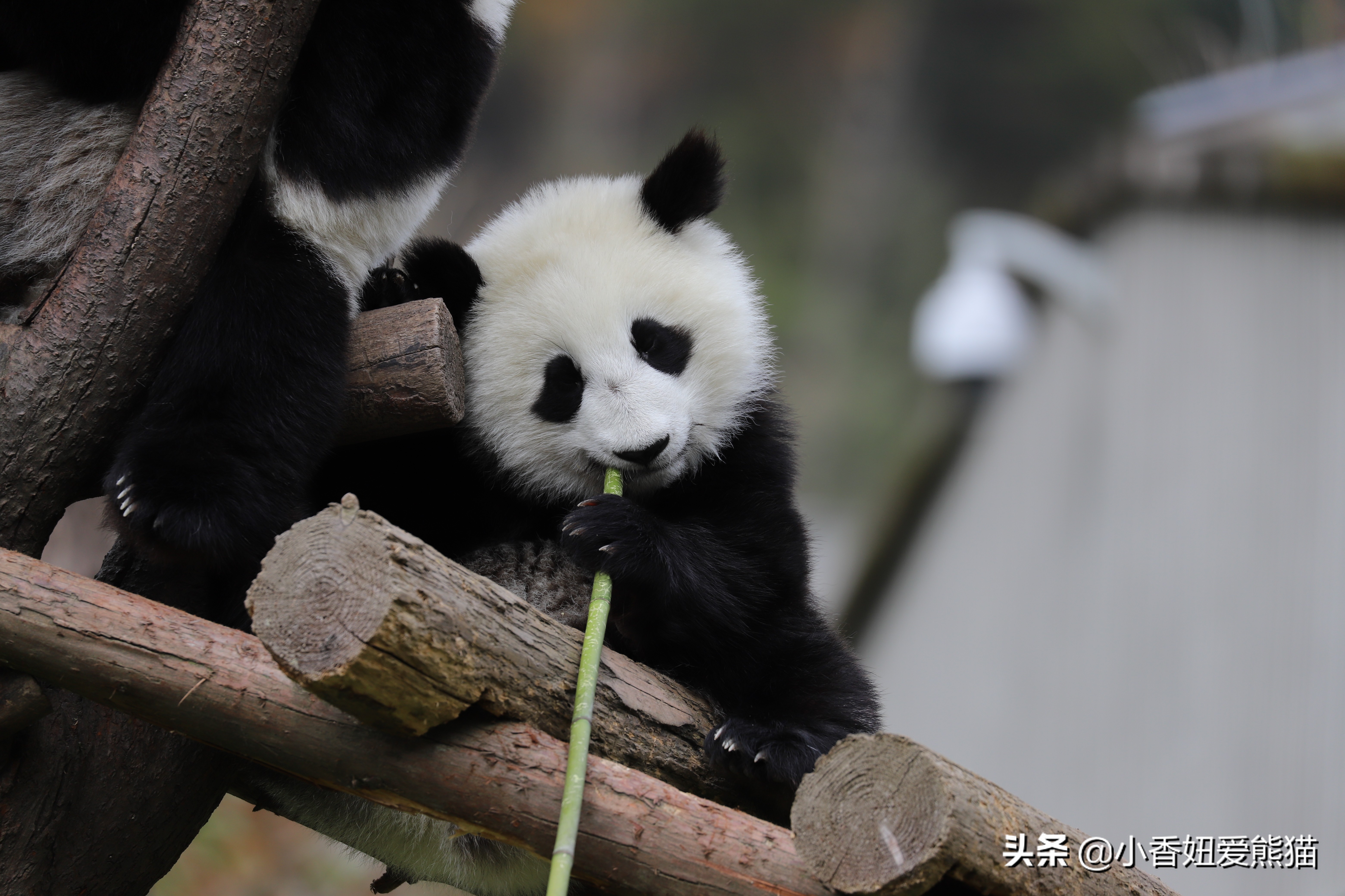 卧龙熊猫宝宝和宝力,卧龙熊猫基地熊猫宝宝