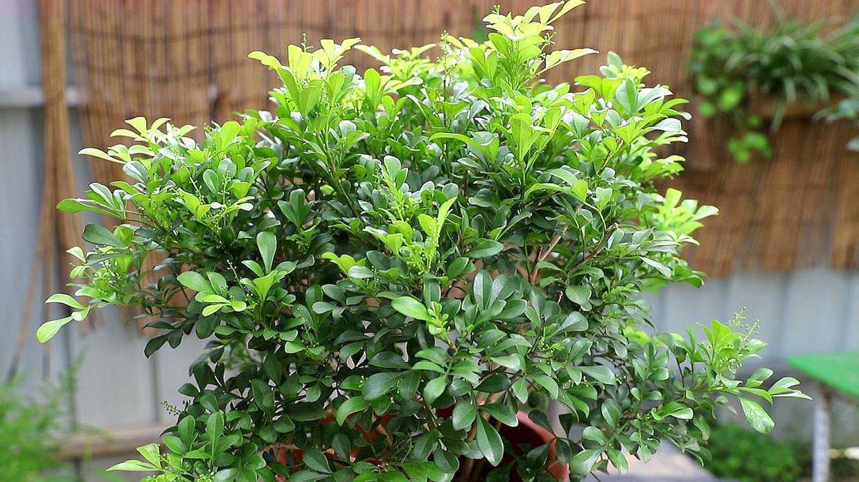 冬天米兰花草怎么养,冬季米兰花怎么养