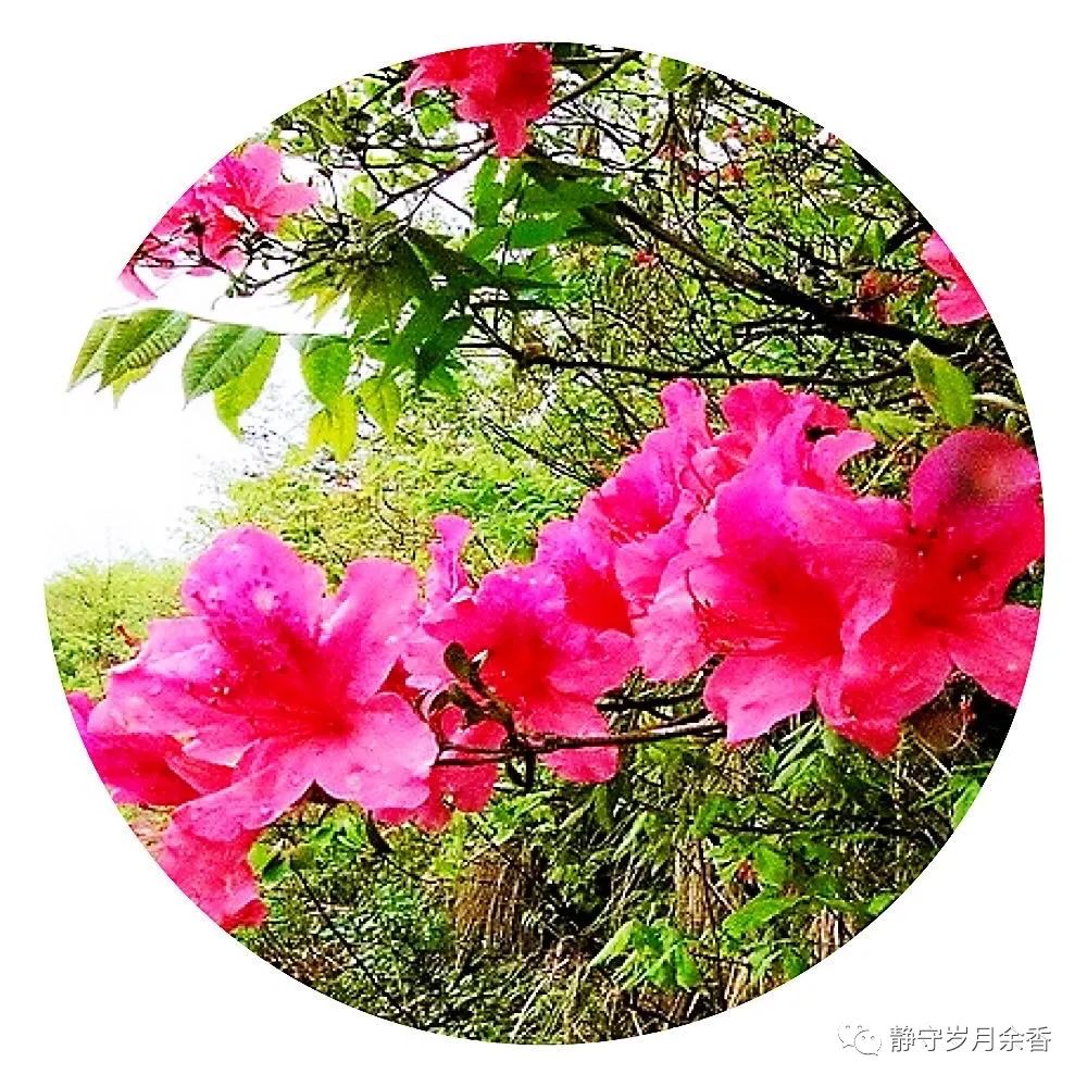 情满龟峰·诗涌花海