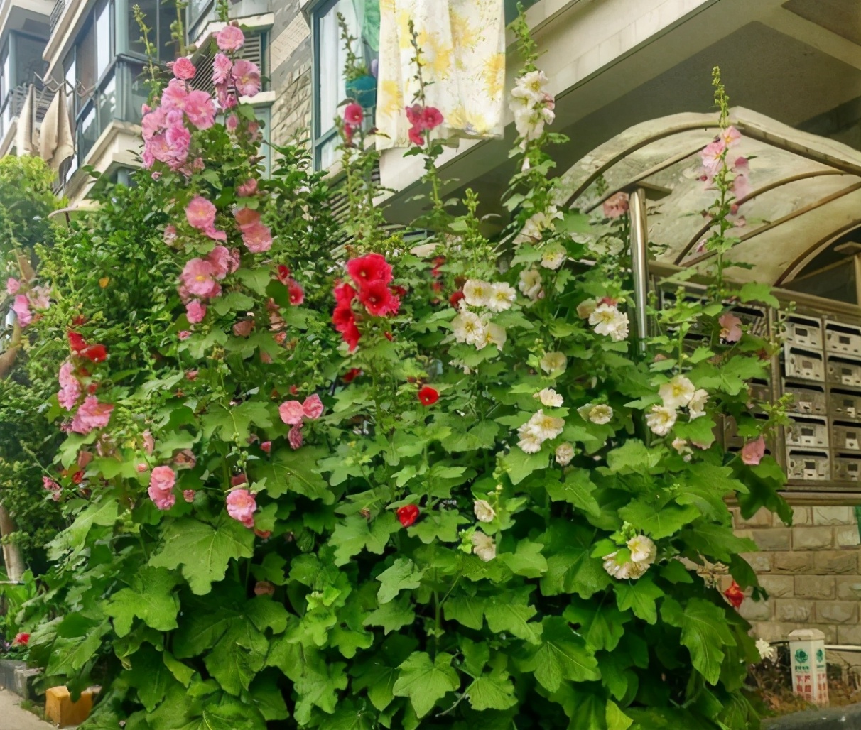 4种花深受花友喜欢,4种花超爱开花好养漂亮