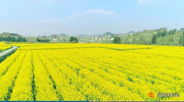 仪陇县新闻联播,仪陇县新闻联播视频